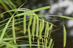 Nodding sedge